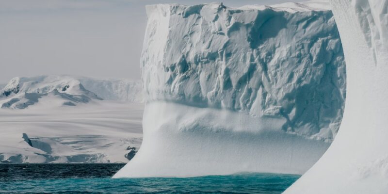 how-insects,-smallest-animals-survive-antarctica