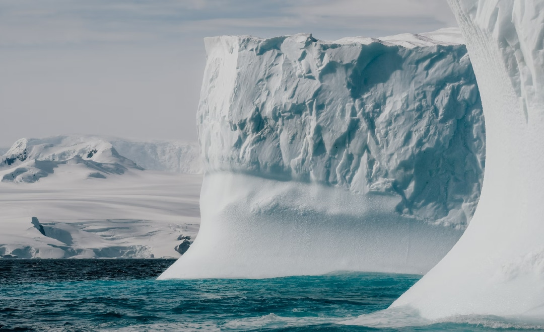 how-insects,-smallest-animals-survive-antarctica