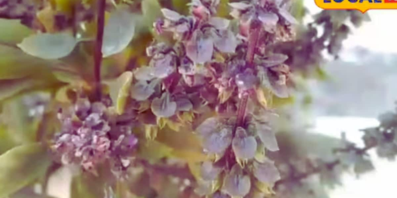 maruadona:-this-poisonous-plant-is-a-natural-snake-repellant