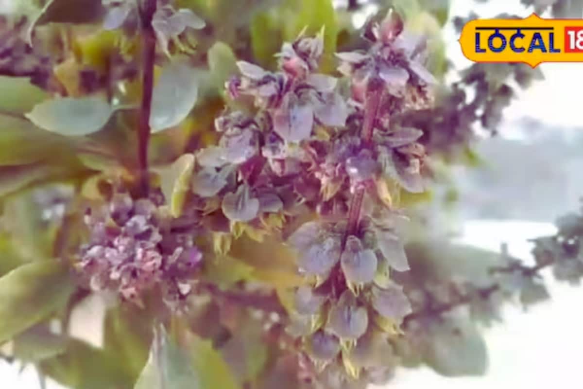 maruadona:-this-poisonous-plant-is-a-natural-snake-repellant