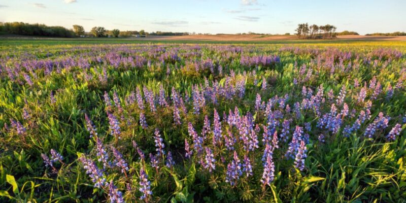 the-best-places-to-live-in-illinois-in-2025