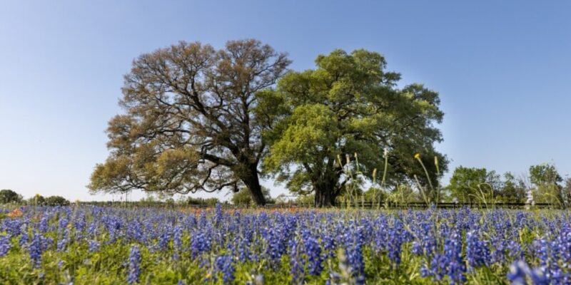 the-10-best-places-to-live-in-texas-in-2025