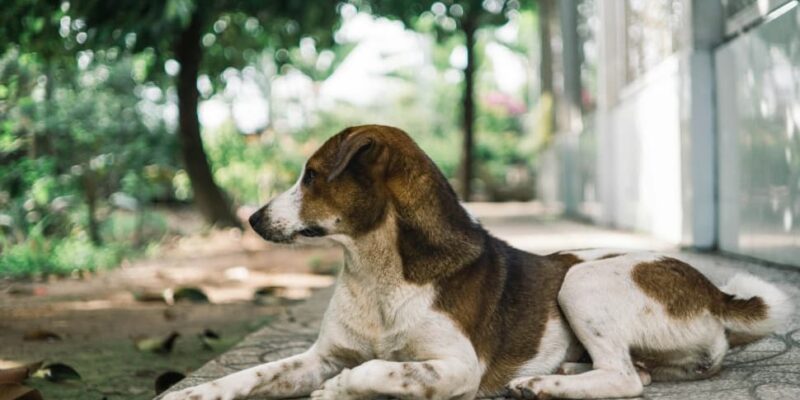 noida-dog-attack:-elderly-woman-mauled-in-exotica-dreamville,-cctv-footage-sparks-outrage