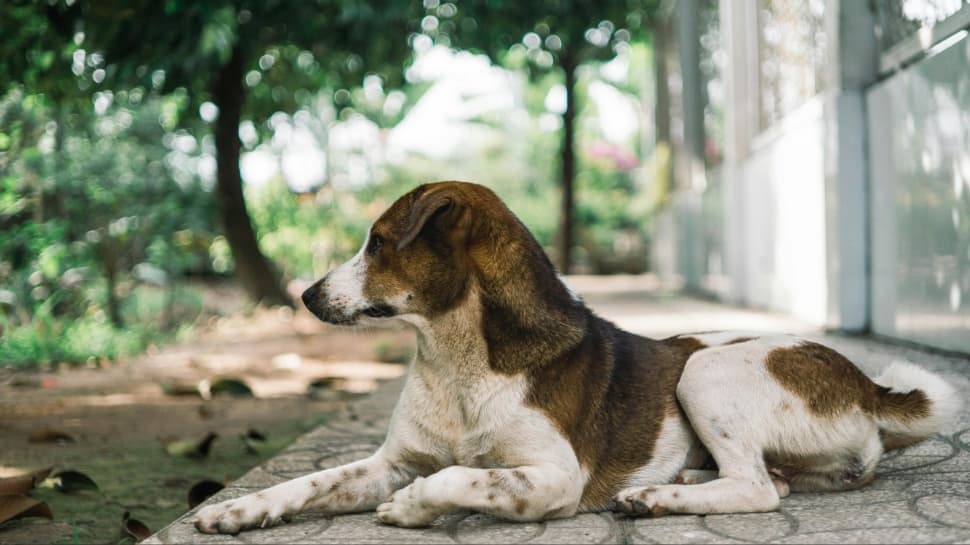 noida-dog-attack:-elderly-woman-mauled-in-exotica-dreamville,-cctv-footage-sparks-outrage