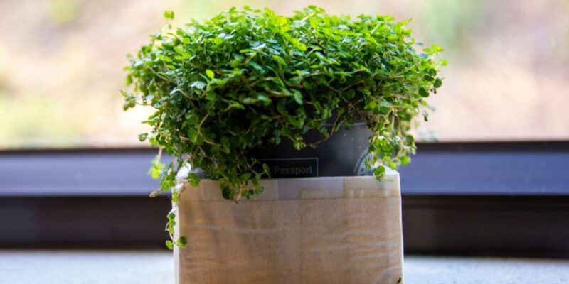 12-budget-small-garden-ideas-to-transform-your-outdoor-space