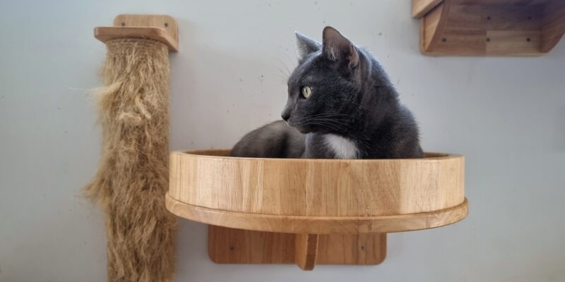 how-to-build-a-diy-cat-tree:-types,-materials,-and-step-by-step-instructions