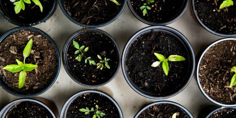 13-budget-small-garden-ideas-to-transform-your-outdoor-space