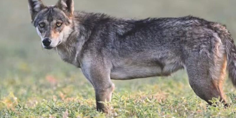 why-the-rare-grey-wolf-being-spotted-in-delhi-after-80-years-is-a-big-deal
