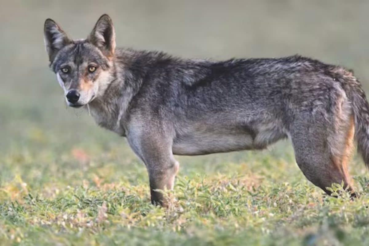 why-the-rare-grey-wolf-being-spotted-in-delhi-after-80-years-is-a-big-deal