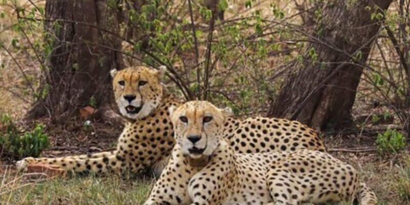 10-indian-national-parks-closing-soon-for-monsoon:-plan-your-visit-before-it’s-late