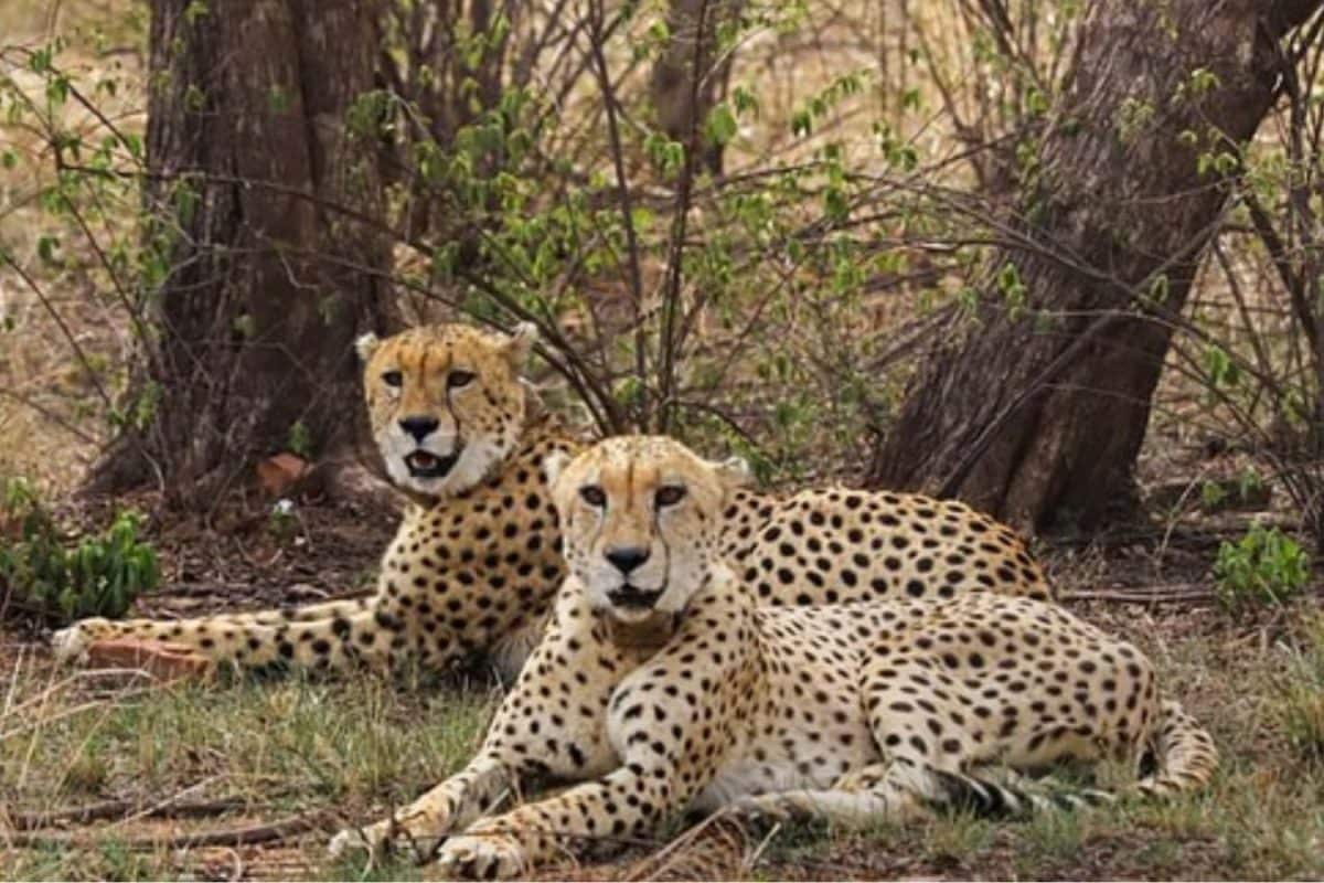 10-indian-national-parks-closing-soon-for-monsoon:-plan-your-visit-before-it’s-late