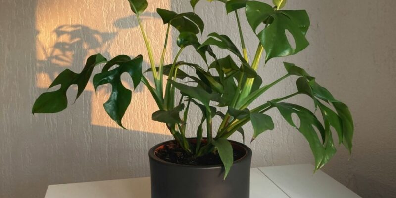 7-tropical-house-plants-to-transform-your-home-into-an-exotic-retreat