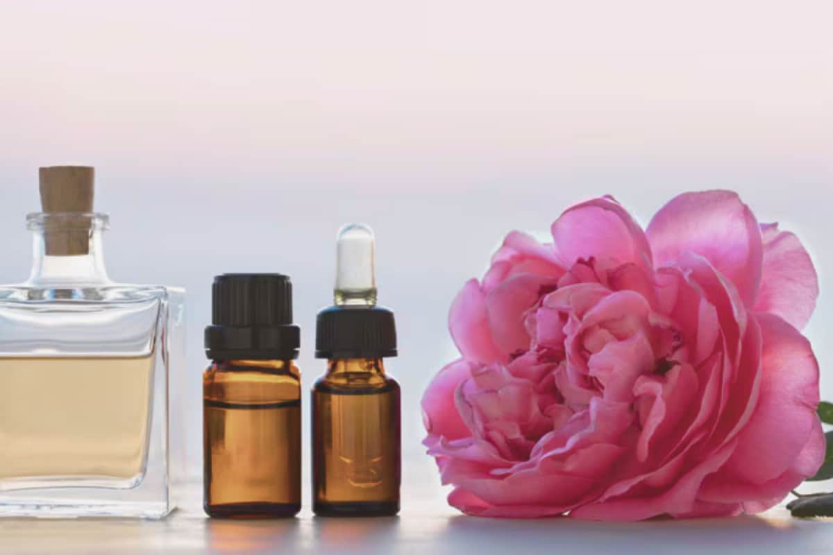 grow-this-rare-rose-and-its-oil-could-earn-you-rs-13-lakh-per-litre