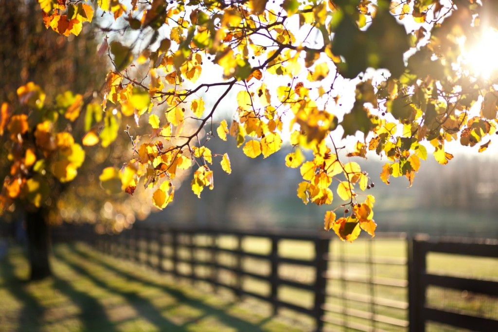7-unique-things-to-do-in-lexington,-ky:-live-like-a-local